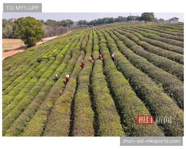 龙坞茶镇赛道穿梭万亩生态茶园，选手竞速中尽览茶垄叠翠与水库碧波